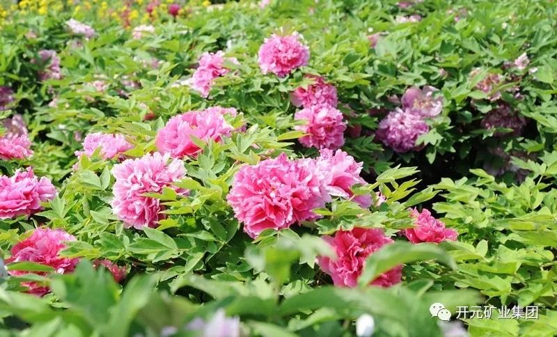 開(kāi)元恭迎八方客，盛情盡在迪尼斯